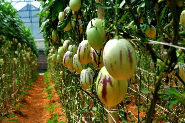 Тля на пепино - Controlling Pepino Melon Pests - Treating Insects That Feed On Pepino Melons